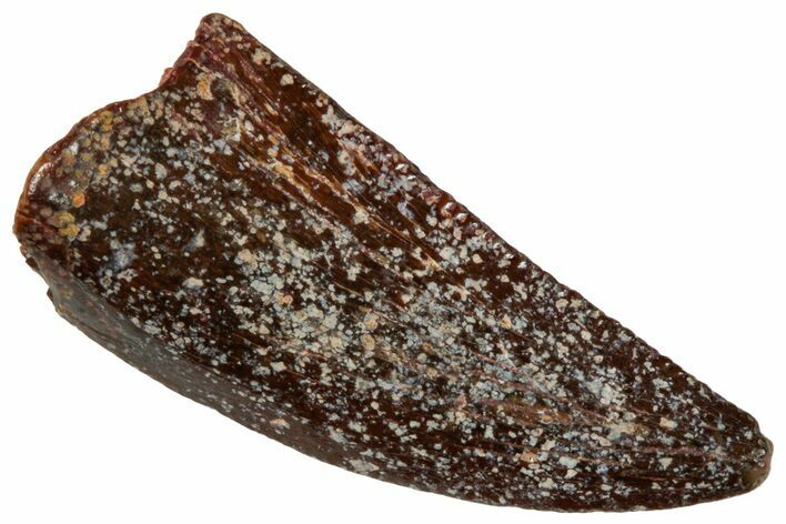 Raptor Tooth - Real Dinosaur Tooth #269128